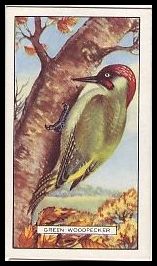 37GB Green Woodpecker.jpg